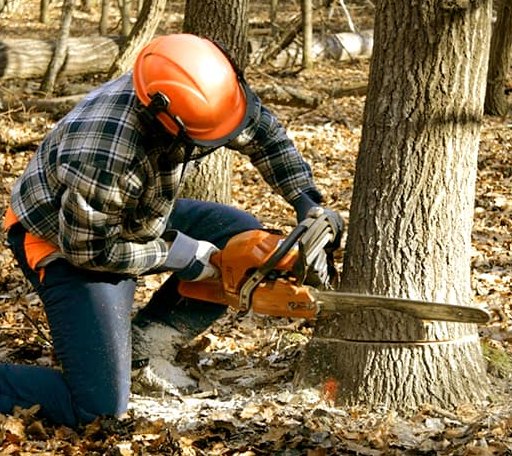 Tree Removal in Menard, TX